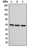 ATP5A1 / ATP Synthase Alpha Antibody - Western blot analysis of ATP5A1 expression in HEK293T (A); Raw264.7 (B); PC12 (C) whole cell lysates.