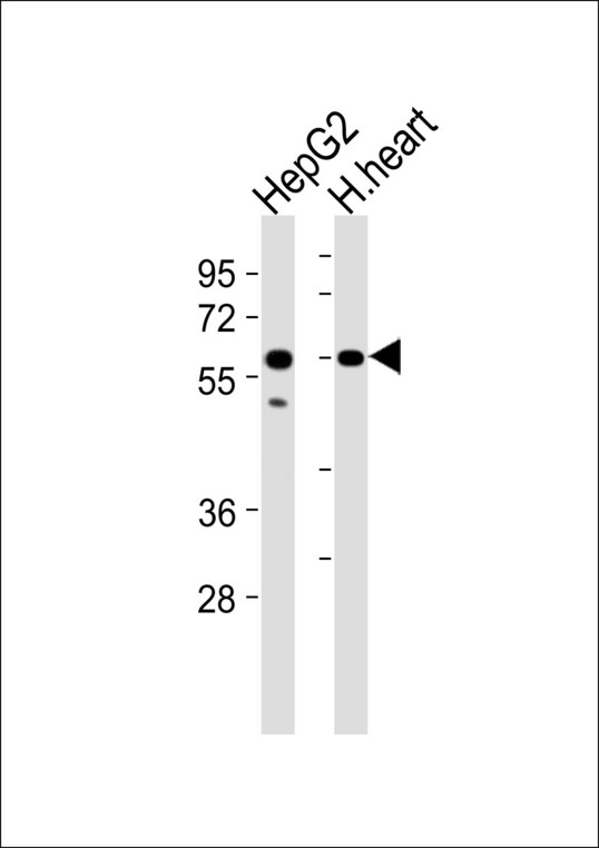 ATP5A1 / ATP Synthase Alpha Antibody - All lanes : Anti-ATP5A1 Antibody at 1:1000 dilution Lane 1: HepG2 whole cell lysates Lane 2: H.heart tissue lysates Lysates/proteins at 20 ug per lane. Secondary Goat Anti-Rabbit IgG, (H+L),Peroxidase conjugated at 1/10000 dilution Predicted band size : 60 kDa Blocking/Dilution buffer: 5% NFDM/TBST.
