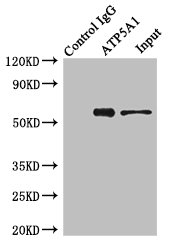 ATP5A1 / ATP Synthase Alpha Antibody - Immunoprecipitating ATP5A1 in Hela whole cell lysate;Lane 1: Rabbit monoclonal IgG(1ug)instead of ATP5F1A Antibody in Hela whole cell lysate.For western blotting, a HRP-conjugated light chain specific antibody was used as the Secondary antibody (1/50000);Lane 2: ATP5F1A Antibody(4ug)+ Hela whole cell lysate(500ug);Lane 3: Hela whole cell lysate (20ug);