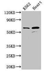 ATP5A1 / ATP Synthase Alpha Antibody - Western Blot Positive WB detected in: K562 whole cell lysate, Mouse heart tissue All lanes: ATP5F1A antibody at 2.5µg/ml Secondary Goat polyclonal to rabbit IgG at 1/50000 dilution Predicted band size: 60, 55, 58 kDa Observed band size: 60 kDa