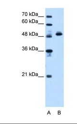 ATP5B / ATP Synthase Beta Antibody - Lane A: Marker. Lane B: HepG2 cell lysate. Antibody concentration: 1.25 ug/ml. Gel concentration: 12%.  This image was taken for the unconjugated form of this product. Other forms have not been tested.