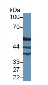 ATP5B / ATP Synthase Beta Antibody - Western Blot; Sample: Rat Liver lysate; Primary Ab: 1µg/ml Rabbit Anti-Rat ATP5b Antibody Second Ab: 0.2µg/mL HRP-Linked Caprine Anti-Rabbit IgG Polyclonal Antibody