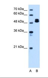 ATP5B / ATP Synthase Beta Antibody - Lane A: Marker. Lane B: HepG2 cell lysate. Antibody concentration: 1.25 ug/ml. Gel concentration: 12%.  This image was taken for the unconjugated form of this product. Other forms have not been tested.
