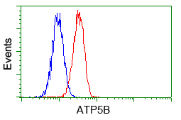 ATP5B / ATP Synthase Beta Antibody - Flow cytometric analysis of Hela cells, using anti-ATP5B antibody, (Red) compared to a nonspecific negative control antibody (Blue).