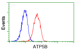ATP5B / ATP Synthase Beta Antibody - Flow cytometric analysis of Jurkat cells, using anti-ATP5B antibody, (Red) compared to a nonspecific negative control antibody (Blue).