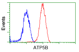ATP5B / ATP Synthase Beta Antibody - Flow cytometric analysis of Jurkat cells, using anti-ATP5B antibody, (Red) compared to a nonspecific negative control antibody (Blue).