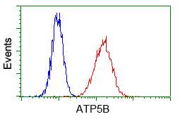 ATP5B / ATP Synthase Beta Antibody - Flow cytometry of HeLa cells, using anti-ATP5B antibody, (Red) compared to a nonspecific negative control antibody (Blue).