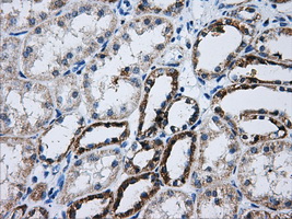 ATP5B / ATP Synthase Beta Antibody - Immunohistochemical staining of paraffin-embedded Kidney tissue using anti-ATP5B mouse monoclonal antibody. (Dilution 1:50).