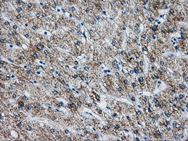 ATP5B / ATP Synthase Beta Antibody - Immunohistochemical staining of paraffin-embedded liver tissue using anti-ATP5B mouse monoclonal antibody. (Dilution 1:50).