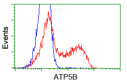 ATP5B / ATP Synthase Beta Antibody - HEK293T cells transfected with either pCMV6-ENTRY ATP5B (Red) or empty vector control plasmid (Blue) were immunostained with anti-ATP5B mouse monoclonal, and then analyzed by flow cytometry.