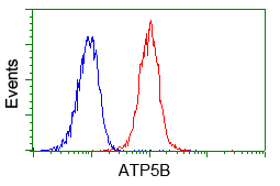 ATP5B / ATP Synthase Beta Antibody - Flow cytometry of Jurkat cells, using anti-ATP5B antibody, (Red) compared to a nonspecific negative control antibody (Blue).