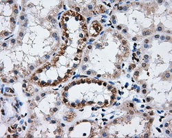ATP5B / ATP Synthase Beta Antibody - IHC of paraffin-embedded Kidney tissue using anti-ATP5B mouse monoclonal antibody. (Dilution 1:50).