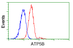 ATP5B / ATP Synthase Beta Antibody - Flow cytometry of Jurkat cells, using anti-ATP5B antibody, (Red) compared to a nonspecific negative control antibody (Blue).