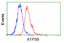ATP5B / ATP Synthase Beta Antibody - Flow cytometry of Jurkat cells, using anti-ATP5B antibody, (Red) compared to a nonspecific negative control antibody (Blue).
