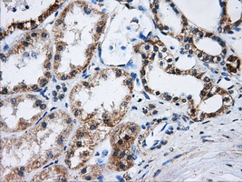 ATP5B / ATP Synthase Beta Antibody - IHC of paraffin-embedded Kidney tissue using anti-ATP5B mouse monoclonal antibody. (Dilution 1:50).