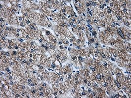ATP5B / ATP Synthase Beta Antibody - IHC of paraffin-embedded liver tissue using anti-ATP5B mouse monoclonal antibody. (Dilution 1:50).