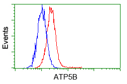 ATP5B / ATP Synthase Beta Antibody - Flow cytometry of HeLa cells, using anti-ATP5B antibody, (Red) compared to a nonspecific negative control antibody (Blue).