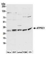 ATP5C1 Antibody - Detection of human and mouse ATP5C1 by western blot. Samples: Whole cell lysate (50 µg) from HeLa, HEK293T, Jurkat, mouse TCMK-1, and mouse NIH 3T3 cells prepared using NETN lysis buffer. Antibody: Affinity purified rabbit anti-ATP5C1 antibody used for WB at 0.1 µg/ml. Detection: Chemiluminescence with an exposure time of 30 seconds.