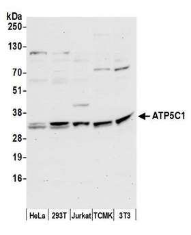 ATP5C1 Antibody - Detection of human and mouse ATP5C1 by western blot. Samples: Whole cell lysate (50 µg) from HeLa, HEK293T, Jurkat, mouse TCMK-1, and mouse NIH 3T3 cells prepared using NETN lysis buffer. Antibody: Affinity purified rabbit anti-ATP5C1 antibody used for WB at 0.1 µg/ml. Detection: Chemiluminescence with an exposure time of 30 seconds.