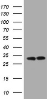 ATP5C1 Antibody - HEK293T cells were transfected with the pCMV6-ENTRY control (Left lane) or pCMV6-ENTRY ATP5C1 (Right lane) cDNA for 48 hrs and lysed. Equivalent amounts of cell lysates (5 ug per lane) were separated by SDS-PAGE and immunoblotted with anti-ATP5C1.