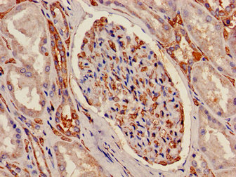 ATP5C1 Antibody - Immunohistochemistry image of paraffin-embedded human kidney tissue at a dilution of 1:100