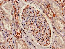 ATP5C1 Antibody - Immunohistochemistry image of paraffin-embedded human kidney tissue at a dilution of 1:100