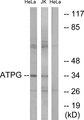 ATP5C1 Antibody - Western blot analysis of extracts from HeLa cells and Jurkat cells, using ATPG antibody.