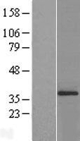 ATP5C1 Protein - Western validation with an anti-DDK antibody * L: Control HEK293 lysate R: Over-expression lysate