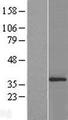 ATP5C1 Protein - Western validation with an anti-DDK antibody * L: Control HEK293 lysate R: Over-expression lysate