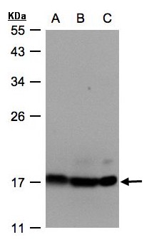 ATP5D Antibody - Sample (30 ug whole cell lysate). A: Hep G2, B: MOLT4, C: Raji. 12% SDS PAGE. ATP5D antibody diluted at 1:500
