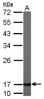 ATP5D Antibody - Sample (50 ug of whole cell lysate). A: Mouse brain. 12% SDS PAGE. ATP5D antibody diluted at 1:1000.