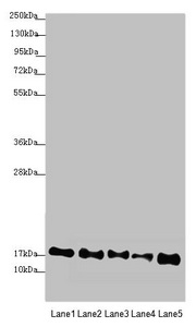 ATP5D Antibody - Western blot All Lanes:ATP5D antibody at 2.44 ug/ml Lane 1: Mouse heart tissue Lane 2: Raji whole cell lysate Lane 3: NIH/3T3 whole cell lysate Lane 4: A549 whole cell lysate Lane 5: HepG-2 whole cell lysate Secondary Goat polyclonal to rabbit IgG at 1/10000 dilution Predicted band size: 17 kDa Observed band size: 17 kDa