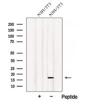 ATP5D Antibody - Western blot analysis of extracts of NIH-3T3 cells using ATP5D antibody. The lane on the left was treated with blocking peptide.