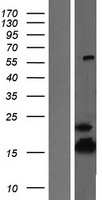 ATP5D Protein - Western validation with an anti-DDK antibody * L: Control HEK293 lysate R: Over-expression lysate