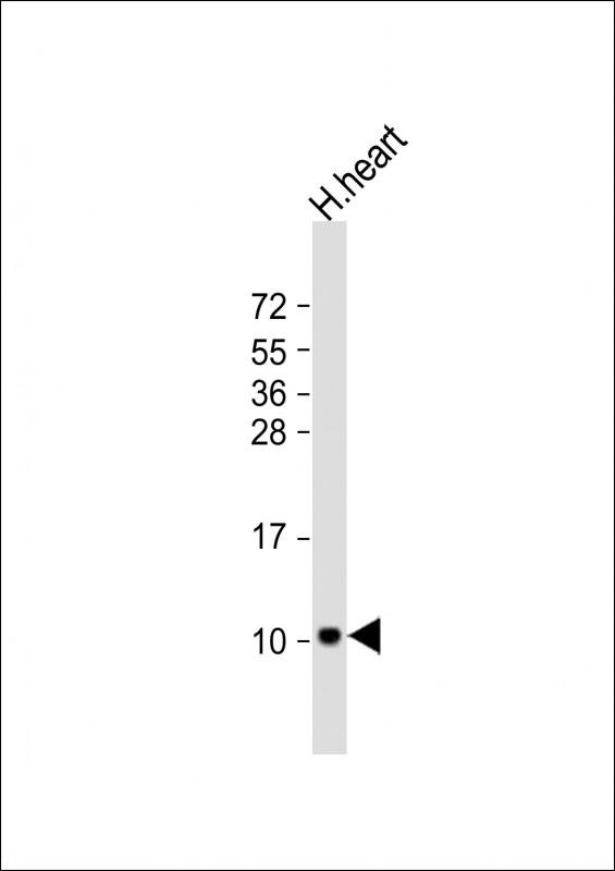 ATP5E Antibody - Anti-ATP5EP2 Antibody (Center) at 1:2000 dilution + human heart lysate Lysates/proteins at 20 ug per lane. Secondary Goat Anti-Rabbit IgG, (H+L), Peroxidase conjugated at 1:10000 dilution. Predicted band size: 6 kDa. Blocking/Dilution buffer: 5% NFDM/TBST.