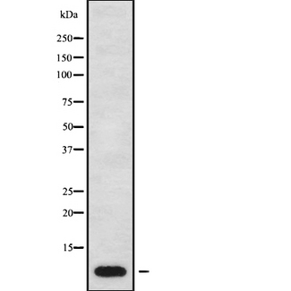 ATP5E Antibody - Western blot analysis of ATP5E using HT29 whole cells lysates