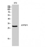 ATP5F1 Antibody - Western blot of ATP5F1 antibody