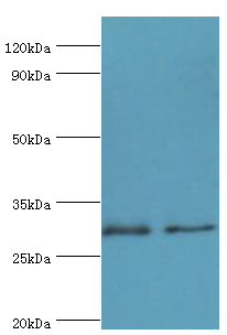 ATP5F1 Antibody - Western blot. All lanes: ATP synthase F(0) complex subunit B1, mitochondrial antibody at 4 ug/ml. Lane 1: mouse heart tissue. Lane 2: mouse skeletal muscle tissue. secondary Goat polyclonal to rabbit at 1:10000 dilution. Predicted band size: 29 kDa. Observed band size: 29 kDa.