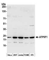 ATP5F1 Antibody - Detection of human and mouse ATP5F1 by western blot. Samples: Whole cell lysate (50 µg) from HeLa, HEK293T, Jurkat, mouse TCMK-1, and mouse NIH 3T3 cells prepared using NETN lysis buffer. Antibody: Affinity purified rabbit anti-ATP5F1 antibody used for WB at 0.1 µg/ml. Detection: Chemiluminescence with an exposure time of 10 seconds.