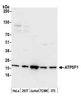 ATP5F1 Antibody - Detection of human and mouse ATP5F1 by western blot. Samples: Whole cell lysate (50 µg) from HeLa, HEK293T, Jurkat, mouse TCMK-1, and mouse NIH 3T3 cells prepared using NETN lysis buffer. Antibody: Affinity purified rabbit anti-ATP5F1 antibody used for WB at 0.1 µg/ml. Detection: Chemiluminescence with an exposure time of 10 seconds.