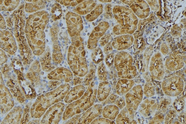 ATP5F1 Antibody - 1:100 staining mouse kidney tissue by IHC-P. The sample was formaldehyde fixed and a heat mediated antigen retrieval step in citrate buffer was performed. The sample was then blocked and incubated with the antibody for 1.5 hours at 22°C. An HRP conjugated goat anti-rabbit antibody was used as the secondary.