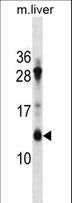ATP5G1 / ATP5G Antibody - ATP5G1 Antibody western blot of mouse liver tissue lysates (35 ug/lane). The ATP5G1 antibody detected the ATP5G1 protein (arrow).