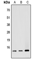 ATP5G1 / ATP5G Antibody - Western blot analysis of ATP5G1 expression in HEK293T (A); Raw264.7 (B); H9C2 (C) whole cell lysates.