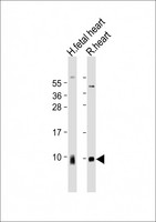 ATP5G1 / ATP5G Antibody - All lanes: Anti-ATP5G1 Antibody (Center) at 1:2000 dilution Lane 1: human fetal heart lysate Lane 2: rat heart lysate Lysates/proteins at 20 µg per lane. Secondary Goat Anti-Rabbit IgG, (H+L), Peroxidase conjugated at 1/10000 dilution. Predicted band size: 14 kDa Blocking/Dilution buffer: 5% NFDM/TBST.