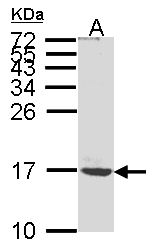 ATP5G1 / ATP5G Antibody - Sample (30g whole cell lysate). A: MOLT4. 15% SDS PAGE. ATP5G1 antibody diluted at 1:1000.
