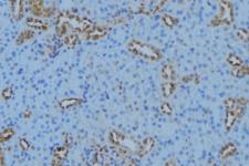 ATP5G1 / ATP5G Antibody - 1:100 staining mouse kidney tissue by IHC-P. The sample was formaldehyde fixed and a heat mediated antigen retrieval step in citrate buffer was performed. The sample was then blocked and incubated with the antibody for 1.5 hours at 22°C. An HRP conjugated goat anti-rabbit antibody was used as the secondary.