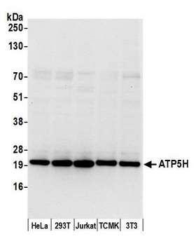 ATP5H Antibody - Detection of human and mouse ATP5H by western blot. Samples: Whole cell lysate (15 µg) from HeLa, HEK293T, Jurkat, mouse TCMK-1, and mouse NIH 3T3 cells prepared using NETN lysis buffer. Antibody: Affinity purified rabbit anti-ATP5H antibody used for WB at 0.1 µg/ml. Detection: Chemiluminescence with an exposure time of 10 seconds.