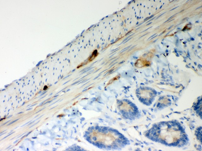 ATP5H Antibody - ATP5H antibody IHC-paraffin: Rat Intestine Tissue.