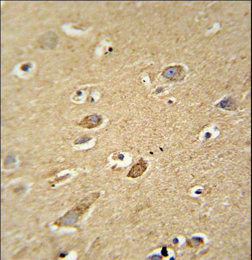 ATP5H Antibody - ATP5H antibody immunohistochemistry of formalin-fixed and paraffin-embedded human brain tissue followed by peroxidase-conjugated secondary antibody and DAB staining.