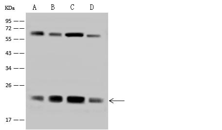 ATP5H Antibody - Anti-ATP5H rabbit polyclonal antibody at 1:500 dilution. Lane A: HeLa Whole Cell Lysate. Lane B: HepG2 Whole Cell Lysate. Lane C: PC-3 Whole Cell Lysate. Lane D: U251MG Whole Cell Lysate. Lysates/proteins at 30 ug per lane. Secondary: Goat Anti-Rabbit IgG (H+L)/HRP at 1/10000 dilution. Developed using the ECL technique. Performed under reducing conditions. Predicted band size: 18 kDa. Observed band size: 20 kDa.